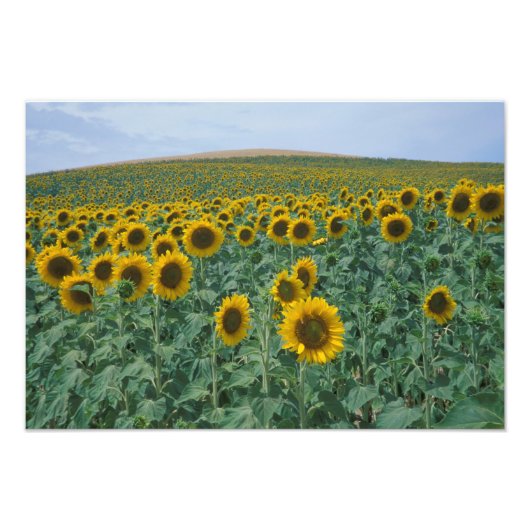 Impression Photo UE, France, Provence, Terrain de tournesol (Devant)