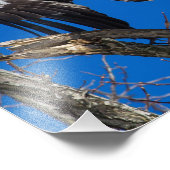 Impression Photo Un Aigle À Balles Jeunes Saut En Vol (Coin)