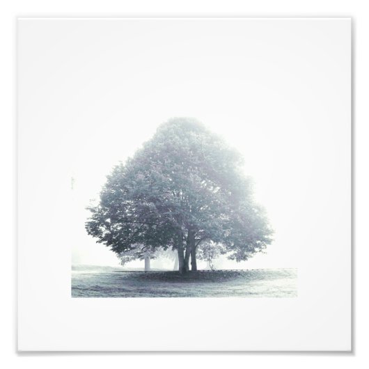 Impression Photo Un arbre dans le brouillard (Devant)
