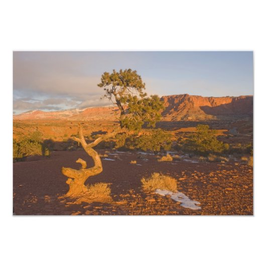 Impression Photo Un arbre de genévrier de l'Utah (Juniperus osteosp (Devant)