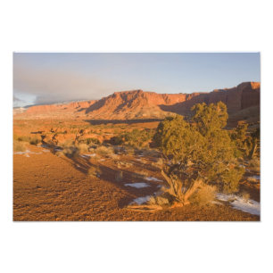 Impression Photo Un arbre de genévrier de l'Utah Juniperus osteospe