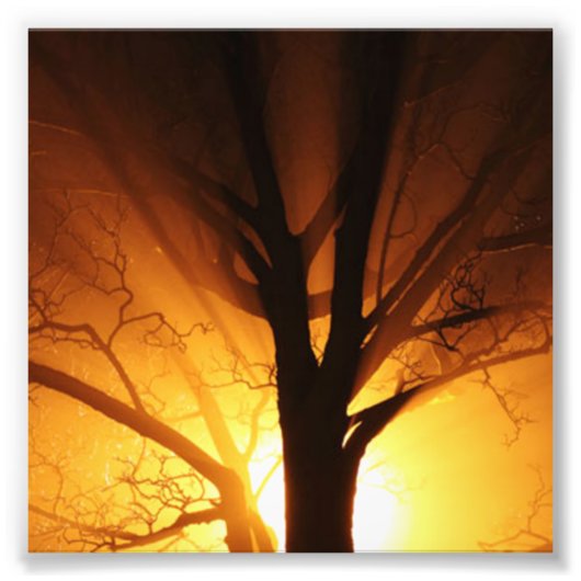 Impression Photo Un Arbre Nu Au Coucher Du Soleil (Devant)