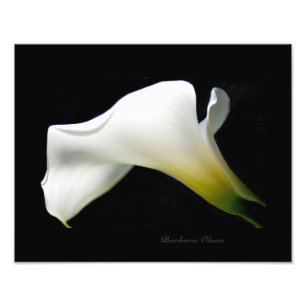 Impression Photo Un Calla Lily blanc et pur : Une anatomie d'une fl