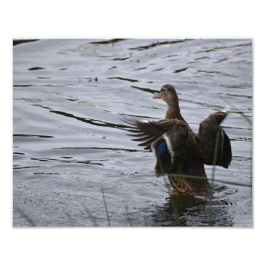 Impression Photo Un canard colvert battant des ailes. (Devant)