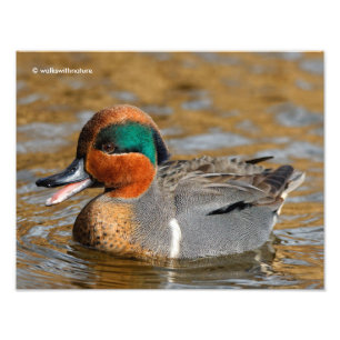 Impression Photo Un canard Turquoise à ailes vertes chatté à l'étan