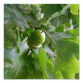 Impression Photo un chêne (Devant)