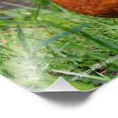 Impression Photo Un Curieux Robin Américain (Coin)