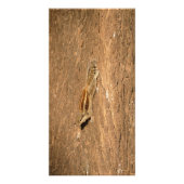 Impression Photo Un écureuil de palme indien sur un tronc d'arbre (Devant)