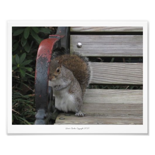 Impression Photo Un écureuil sur un banc de parc Imprimer par Linda (Devant)
