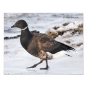Impression Photo Un Goosesteppin' Brant (Devant)