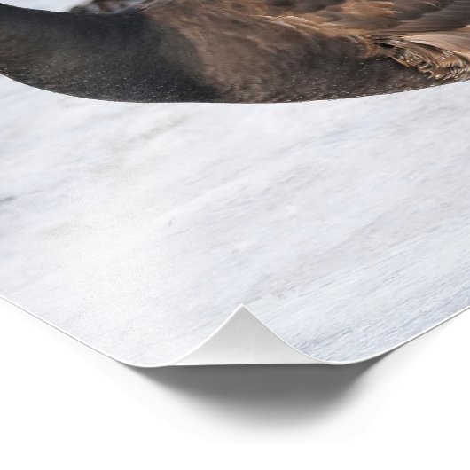 Impression Photo Un Goosesteppin' Brant (Coin)