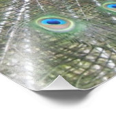 Impression Photo Un homme indien Peacock Fans it's tail Feathers (Coin)