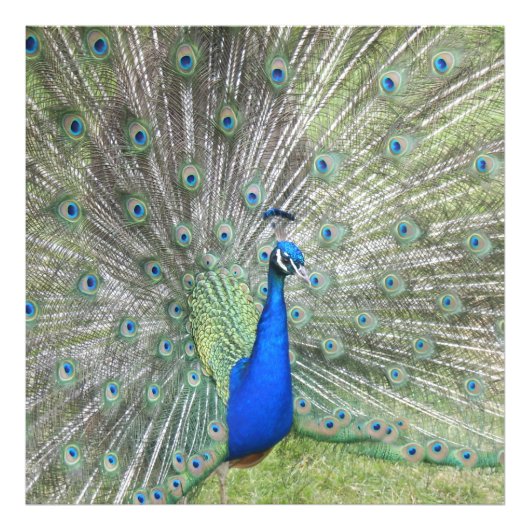 Impression Photo Un homme indien Peacock Fans it's tail Feathers (Devant)
