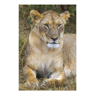 Impression Photo Un lion assis dans la haute herbe du Maasai