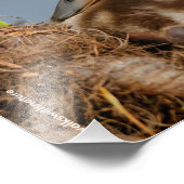 Impression Photo Un mignon canard à colle et précieux (Coin)