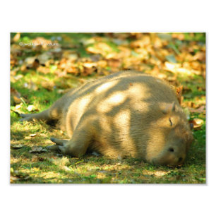 Impression Photo Un mignon rêve de Capybara dans le soleil d'été