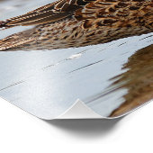 Impression Photo Un Moment Particulier Entre Les Teals À ailes Bleu (Coin)