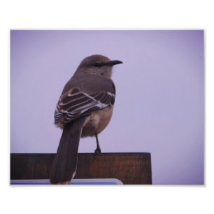 Impression Photo Un oiseau de chanson de moqueur