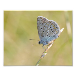 Impression Photo Un papillon