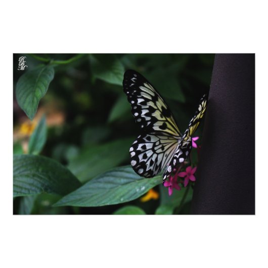 Impression Photo Un papillon jaune sur les fleurs roses (Devant)