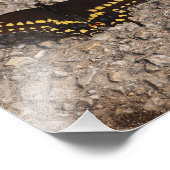 Impression Photo Un papillon noir à queue noire (Coin)