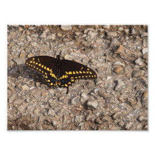 Impression Photo Un papillon noir de machaon