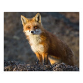 Impression Photo Un Petit Fox mignon (Devant)