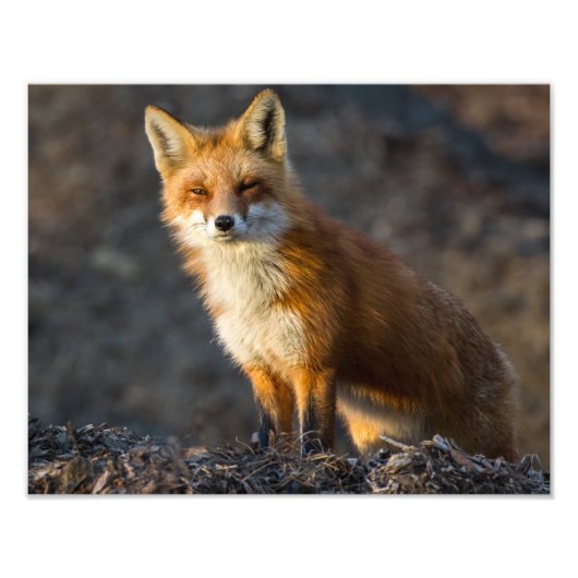 Impression Photo Un Petit Fox mignon (Devant)