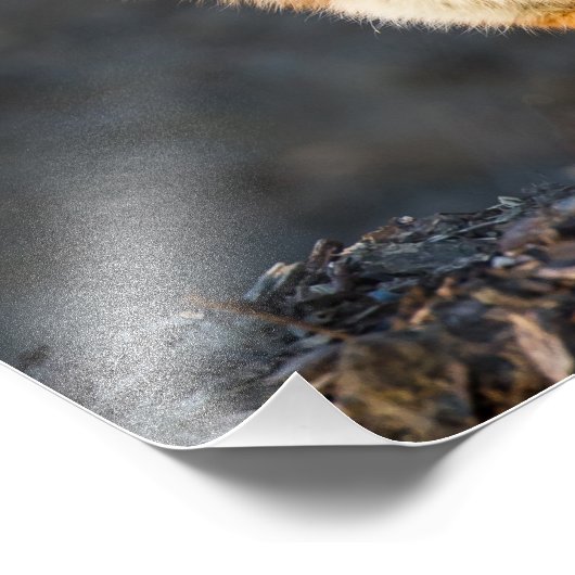 Impression Photo Un Petit Fox mignon (Coin)