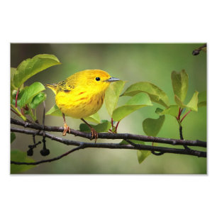 Impression Photo Un Petit Jaune