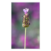 Impression Photo Un petit morceau de Lavender (Devant)