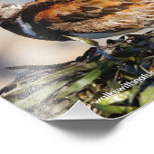 Impression Photo Un Piège À Pied Ruddy (Coin)