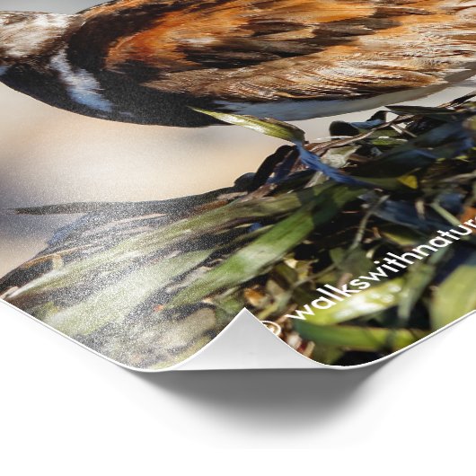 Impression Photo Un Piège À Pied Ruddy (Coin)