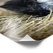 Impression Photo Un trio de chatons nessonnés ensemble (Coin)