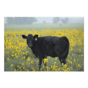 Impression Photo Un veau au milieu des tournesols du Nebraska