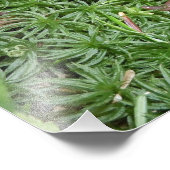 Impression Photo Un ver de terre (Coin)