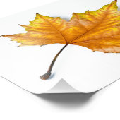 Impression Photo Une feuille d'érable jaune et or (Coin)
