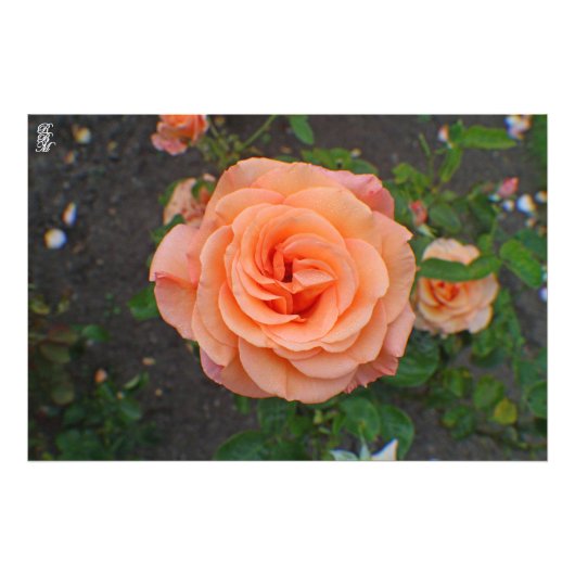 Impression Photo Une seule fleur orange (Devant)