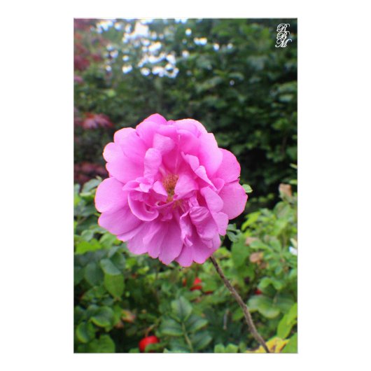 Impression Photo Une seule fleur rose (Devant)