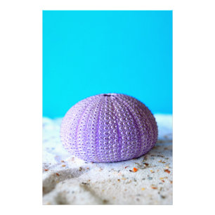 Impression Photo Urchine de mer violette