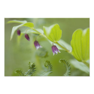 Impression Photo USA, Alaska, Glacier Bay National Park.