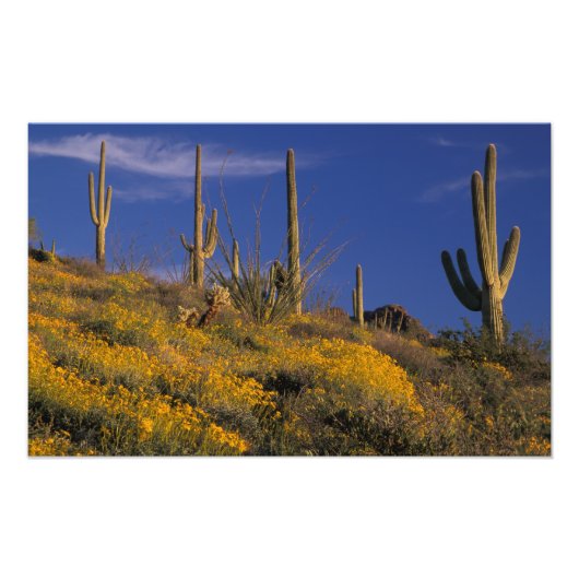 Impression Photo USA, Arizona, Organ Pipe Cactus National 2 (Devant)