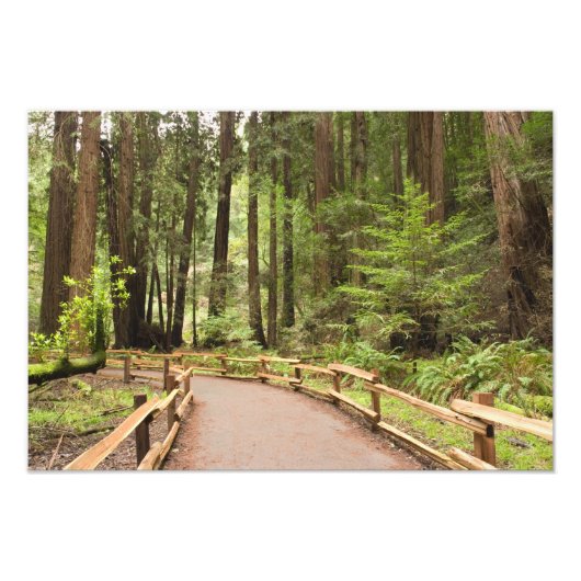 Impression Photo USA, Californie, Marin County, Muir Woods (Devant)
