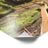 Impression Photo USA, Californie, Marin County, Muir Woods (Coin)