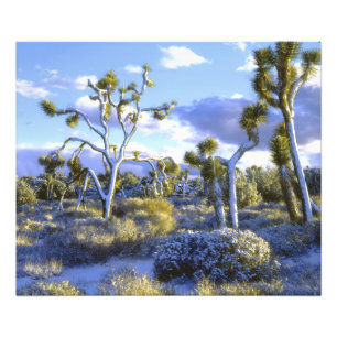 Impression Photo USA, Californie, Parc national de Joshua Tree.
