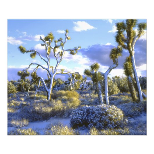 Impression Photo USA, Californie, Parc national de Joshua Tree. (Devant)