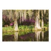 Impression Photo USA, Caroline du Sud, Charleston. Cypress Trees (Devant)