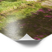 Impression Photo USA, Caroline du Sud, Charleston. Cypress Trees (Coin)