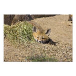 Impression Photo USA, Colorado, Breckenridge. Alerte renard rouge