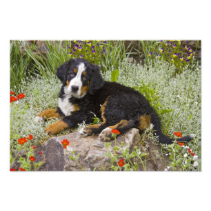 Impression Photo USA, Colorado, Breckenridge. Bernese